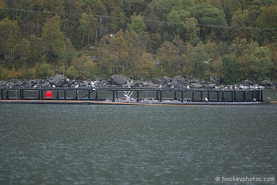 Salmon farm on excursion to Svartisen Glacier