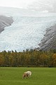 Excursion to Svartisen Glacier